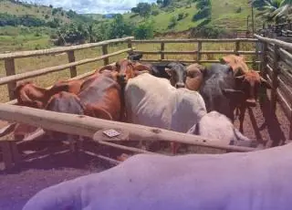 Policiais Militares apreendem gado de origem duvidosa em Itanhém