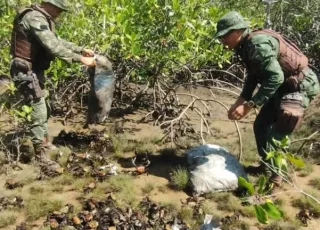 Policiais militares da CIPPA/PS e fiscais do INEMA resgatam 610 Caranguejos Uçá capturados irregularmente no período do defeso