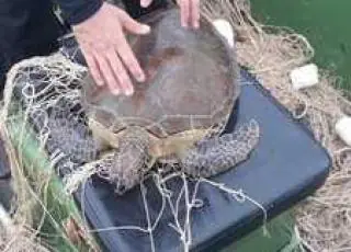 Policiais militares resgatam tartarugas em rede de pesca, uma estava morta