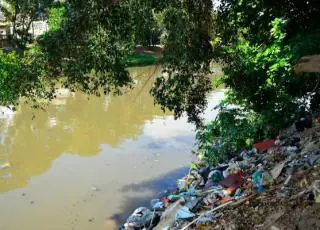 Poluição do ar afeta crescimento de árvores em São Paulo