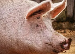 Porco derruba e mata açougueiro momentos antes de ser abatido