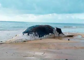 Prado – Baleia Jubarte é encontrada morta na praia do farol