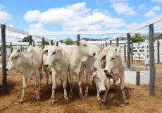 Prazo para atualizar cadastro de rebanhos na Bahia termina domingo (15)