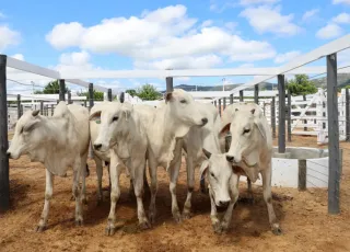 Prazo para atualizar cadastro de rebanhos na Bahia termina domingo (15)