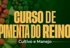 Prefeitura de Alcobaça abre inscrições para curso gratuito de cultivo e manejo da pimenta-do-reino