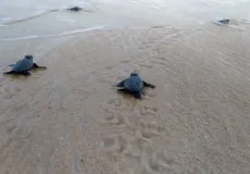 Prefeitura de Alcobaça celebra soltura de filhotes de tartaruga marinha: Um compromisso com a preservação ambiental