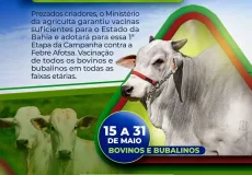 Prefeitura de Medeiros Neto reafirma a importância da vacinação na 1ª etapa da Campanha de Vacinação contra a Febre Aftosa em bovinos e bubalinos