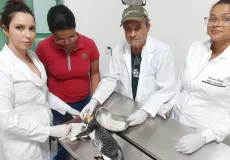 Prefeitura de Medeiros Neto segue com consultas veterinárias e castração para cães e gatos gratuitamente