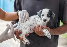 Prefeitura de Teixeira de Freitas divulga cronograma de vacinação antirrábica animal