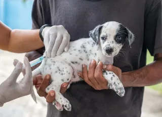 Prefeitura de Teixeira de Freitas divulga cronograma de vacinação antirrábica animal