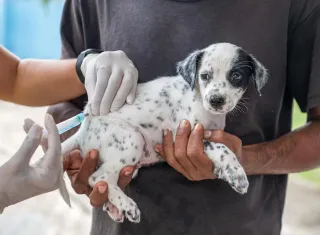 Prefeitura de Teixeira de Freitas divulga cronograma de vacinação antirrábica animal