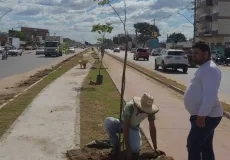Prefeitura de Teixeira de Freitas inicia plantio de ipês na ciclovia da Avenida Presidente Getúlio Vargas