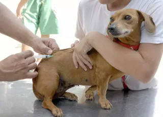 Prefeitura de Teixeira promove ação de Vacinação Animal Antirrábica; confira horários e locais