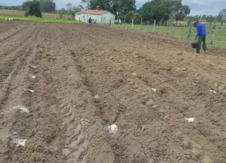 Prefeitura de Teixeira realiza implantação de unidade demonstrativa do PAT Mandiocultura na comunidade José Felipe