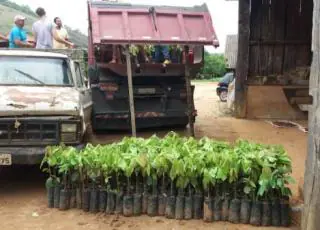 Prefeitura Municipal auxilia agricultores no translado de mudas para ampliação do plantio de cacau em Mucuri