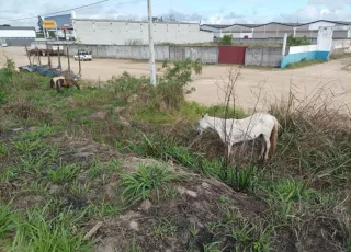 Prefeitura prossegue com a apreensão de animais soltos na Zona Urbana de Teixeira de Freitas