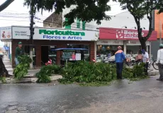 Prefeitura realiza a manutenção de poda e corte de árvores em ruas de Teixeira de Freitas após danos causados pelas chuvas