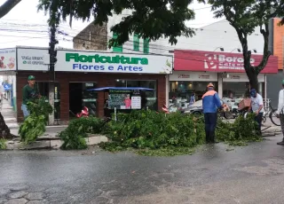 Prefeitura realiza a manutenção de poda e corte de árvores em ruas de Teixeira de Freitas após danos causados pelas chuvas