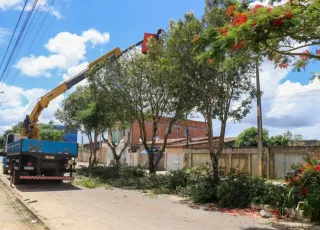 Prefeitura realiza supressão de árvores em avenida de Teixeira de Freitas