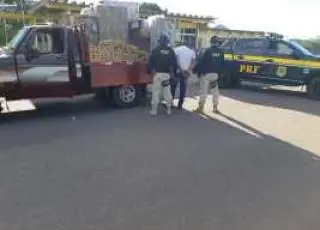 PRF apreende 200 kg de maconha escondidos em compartimento falso de caminhonete na Bahia