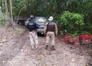 PRF e PMBA recuperam caminhão roubado, apreendem arma de fogo e caminhonete adulterada na zona rural de Alcobaça