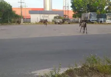 PRF em Teixeira de Freitas retira animais soltos às margens da BR 101