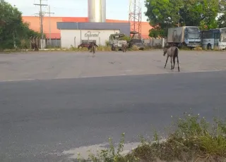 PRF em Teixeira de Freitas retira animais soltos às margens da BR 101