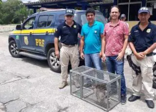 PRF encaminha bicho-preguiça em situação de risco para órgão ambiental após ser resgatado por cidadão em Nova Viçosa