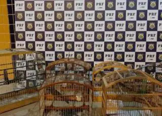 PRF flagra crime ambiental e resgata aves silvestres transportadas em carro de passeio na BR 116 em Feira de Santana