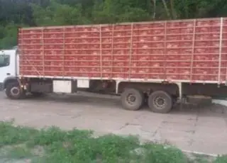 PRF flagra motorista transportando quase 6.000 aves sem autorização ambiental