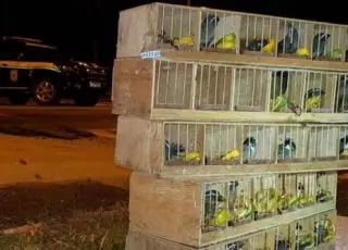 PRF resgata aves silvestres no compartimento do tanque de combustível em ônibus de turismo