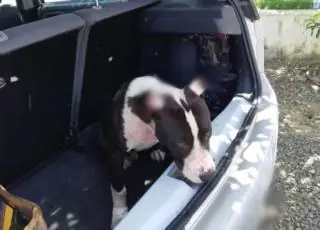 PRF resgata cachorro vítima de maus-tratos transportado no porta-malas de carro