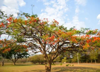 Primavera começa às 3h50 deste sábado