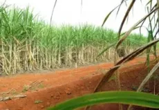 Produção de cana-de-açúcar chega a 713,2 milhões de toneladas na safra 2023/24, a maior da série histórica da Conab
