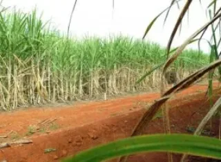 Produção de cana-de-açúcar chega a 713,2 milhões de toneladas na safra 2023/24, a maior da série histórica da Conab