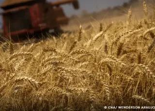 Produção de grãos terá crescimento recorde de 8,3%, prevê Conab