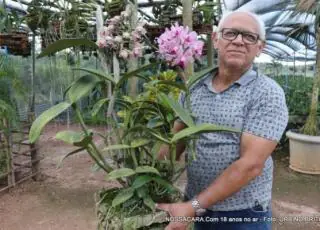 Produtor de orquídea chama a atenção para ataque de moscas