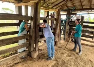 Produtores rurais celebram conclusão do primeiro ciclo de melhoramento genético bovino em Teixeira de Freitas