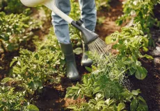 Produtores rurais de Ibirapuã já podem fazer o Cadastro Nacional da Agricultura Familiar (CAF)