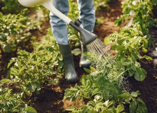 Produtores rurais de Ibirapuã já podem fazer o Cadastro Nacional da Agricultura Familiar (CAF)