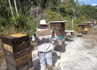 Programa Colmeias promove o desenvolvimento da cadeia apícola no sul da Bahia