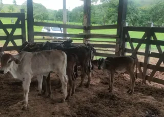 Programa inédito de melhoramento genético bovino é iniciado em Teixeira de Freitas; saiba como participar