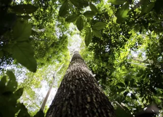 Programa vai formar empreendedores que apoiem a Floresta Amazônica