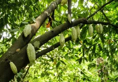 Projeto Cacau com Florestas no Extremo Sul tem meta de contribuir com a retirada de mais de 800 pessoas da pobreza na Bahia