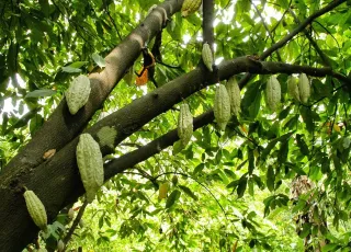 Projeto Cacau com Florestas no Extremo Sul tem meta de contribuir com a retirada de mais de 800 pessoas da pobreza na Bahia