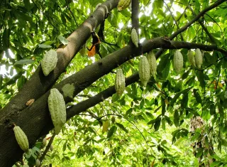 Projeto Cacau com Florestas no Extremo Sul tem meta de contribuir com a retirada de mais de 800 pessoas da pobreza na Bahia