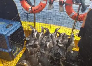 Projeto devolve à natureza 31 pinguins resgatados no litoral do país