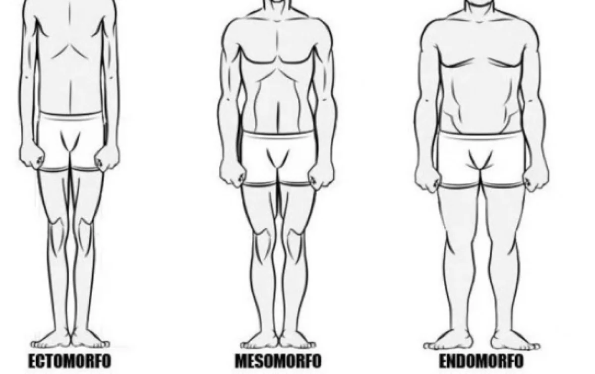 Qual Seu Biotipo: Ectomorfo, Mesomorfo Ou Endomorfo? - Bahia ExtremoSul