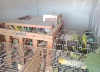 Quase 500 animais exóticos e domésticos são resgatados pela PRF durante fiscalização em Eunápolis