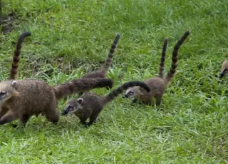 Deu a louca nos bichos - Quatis invadem casa, comem 4kg de bacon e bebem 1 litro de cachaça